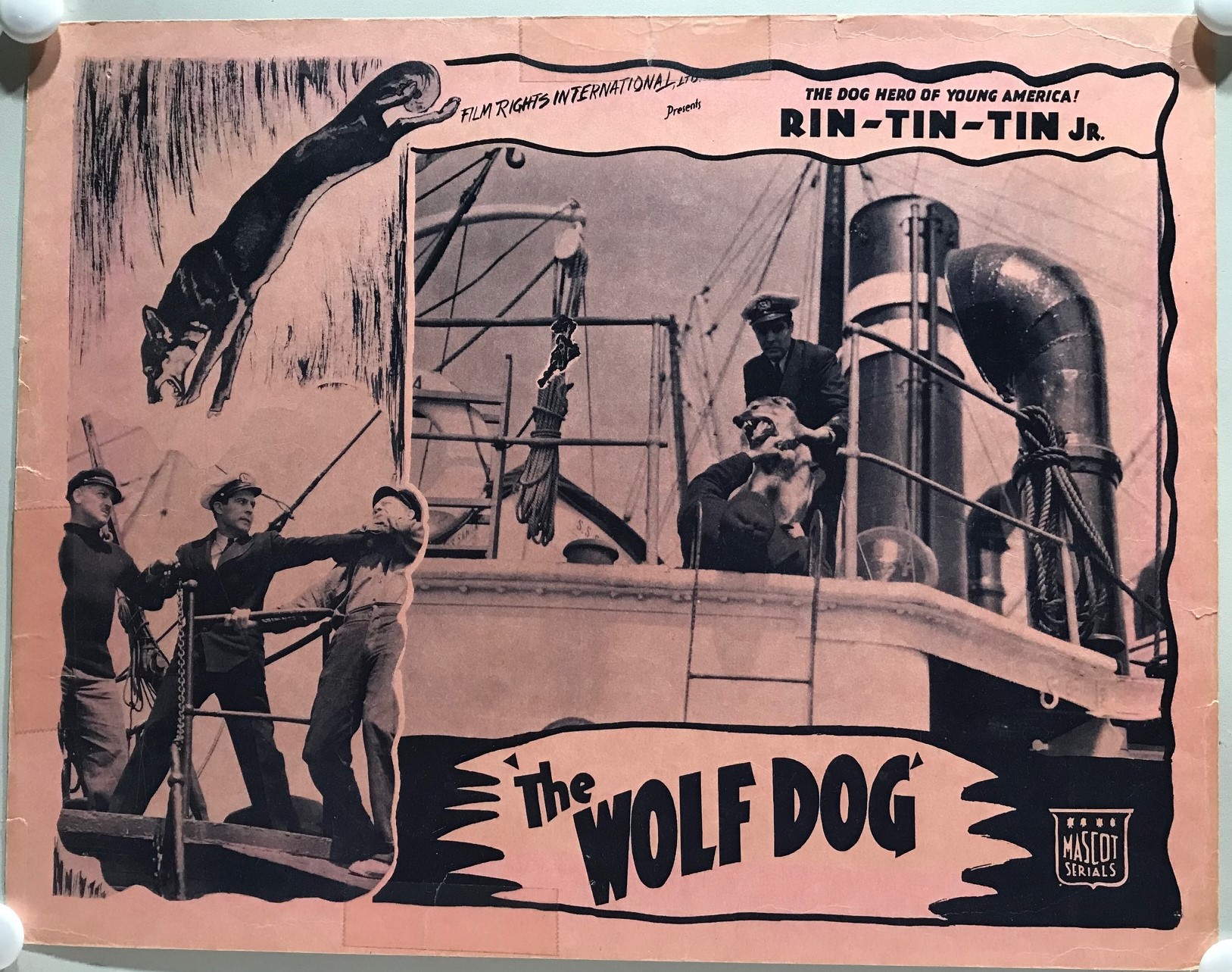 THE WOLF DOG - PINK - IMG_1197