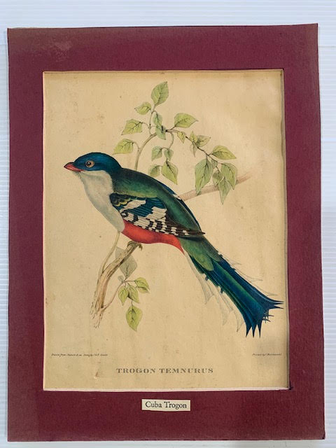 gould3 HS-LITHO-04