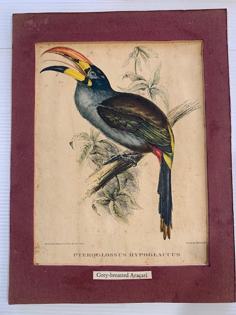 gould5 HS-LITHO-5